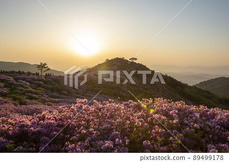 黃梅山杜鵑花 黃梅山杜鵑花 89499178