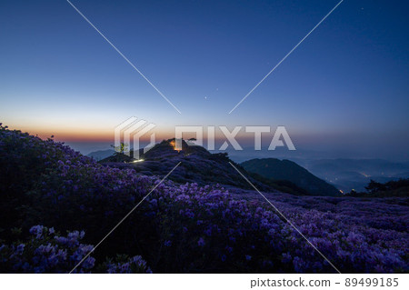 Azalea, Hwangmaesan 89499185
