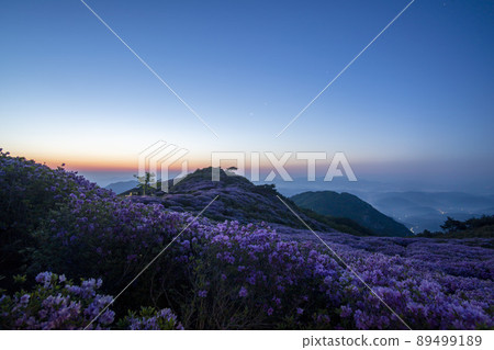 Azalea, Hwangmaesan 89499189
