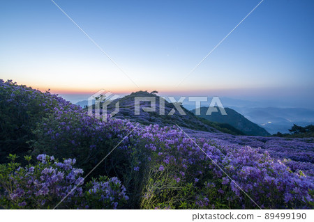 Azalea, Hwangmaesan 89499190