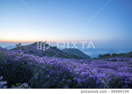 Azalea, Hwangmaesan 89499194