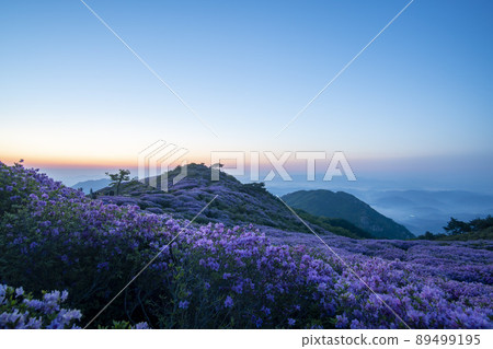 Azalea, Hwangmaesan 89499195