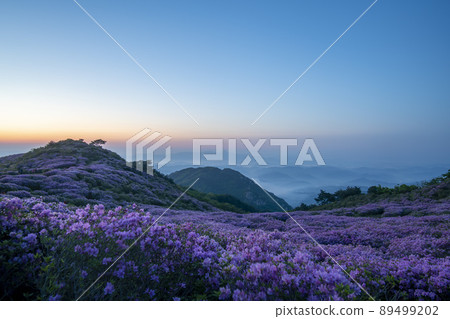Azalea, Hwangmaesan 89499202
