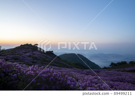 黃梅山杜鵑花 黃梅山杜鵑花 89499211