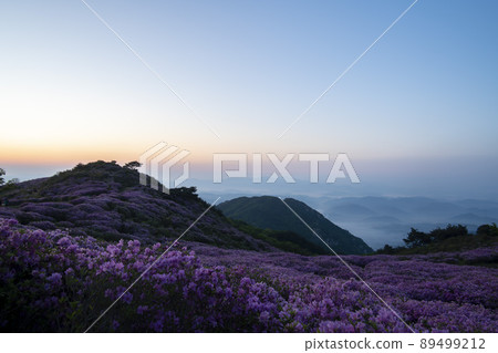 黃梅山杜鵑花 黃梅山杜鵑花 89499212