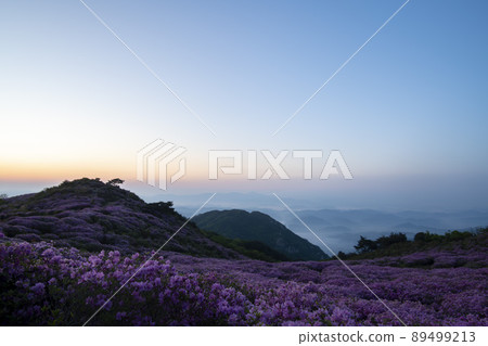 黃梅山杜鵑花 黃梅山杜鵑花 89499213