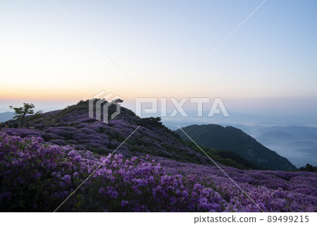 Azalea, Hwangmaesan 89499215