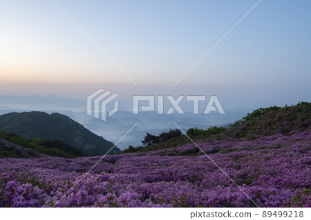 Azalea, Hwangmaesan Azalea, Hwangmaesan 89499218