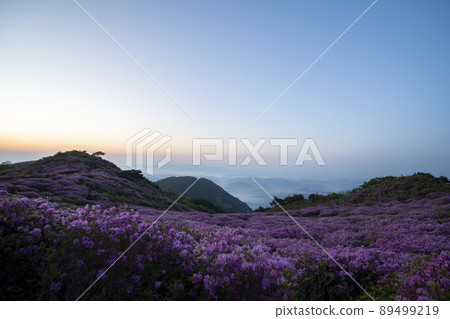 Azalea, Hwangmaesan Azalea, Hwangmaesan 89499219