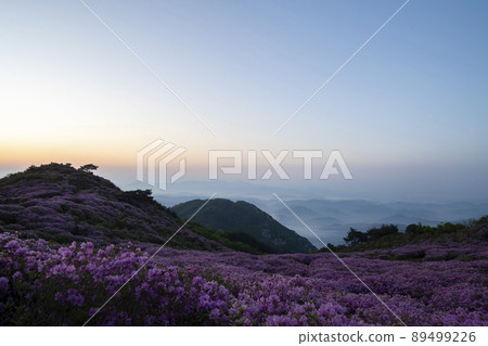 Azalea, Hwangmaesan 89499226