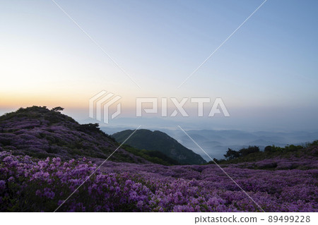 Azalea, Hwangmaesan 89499228