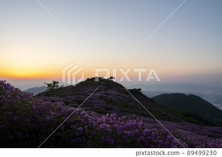 Azalea, Hwangmaesan 89499230