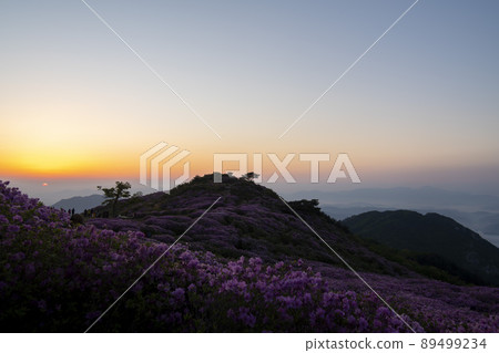 Azalea, Hwangmaesan Azalea, Hwangmaesan 89499234
