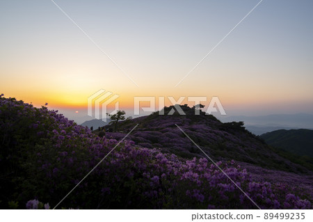 Azalea, Hwangmaesan 89499235