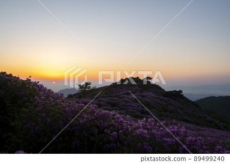 Azalea, Hwangmaesan Azalea, Hwangmaesan 89499240