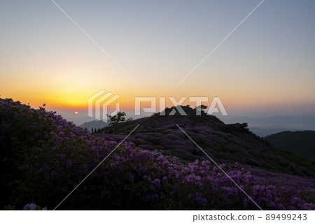 Azalea, Hwangmaesan Azalea, Hwangmaesan 89499243