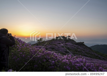 Azalea, Hwangmaesan Azalea, Hwangmaesan 89499247