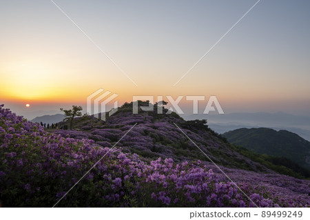 黃梅山杜鵑花 89499249