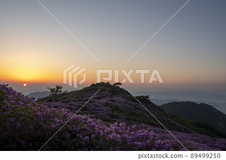 黃梅山杜鵑花 89499250