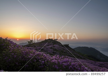 Azalea, Hwangmaesan Azalea, Hwangmaesan 89499257