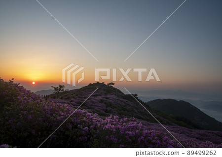 Azalea, Hwangmaesan 89499262