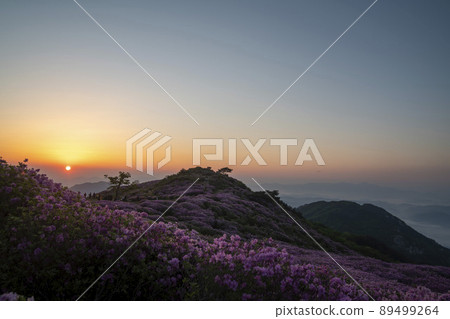 Azalea, Hwangmaesan 89499264