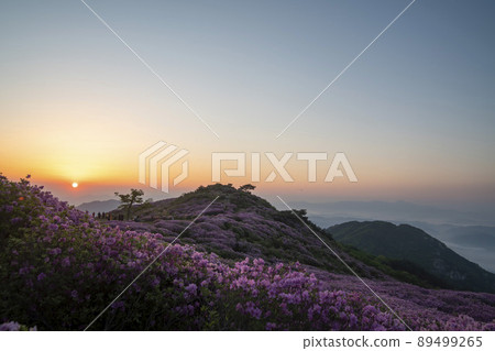 Azalea, Hwangmaesan Azalea, Hwangmaesan 89499265
