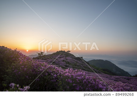 Azalea, Hwangmaesan Azalea, Hwangmaesan 89499268