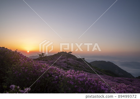 Azalea, Hwangmaesan 89499372