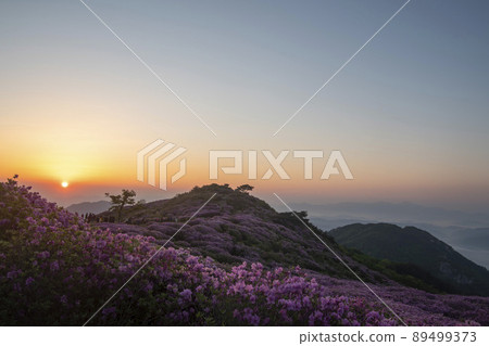 Azalea, Hwangmaesan 89499373