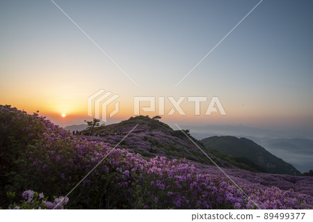 Azalea, Hwangmaesan Azalea, Hwangmaesan 89499377