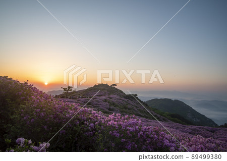 Azalea, Hwangmaesan 89499380