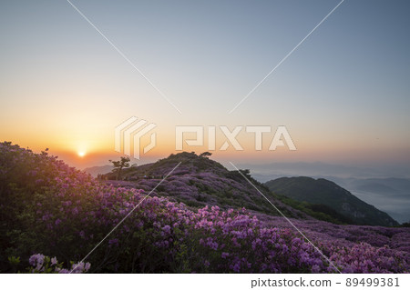 Azalea, Hwangmaesan 89499381