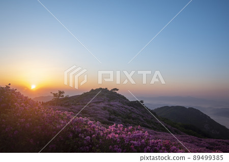 Azalea, Hwangmaesan Azalea, Hwangmaesan 89499385