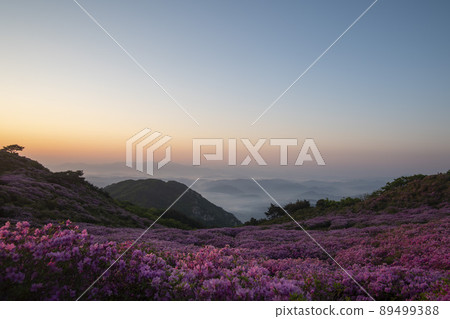 Azalea, Hwangmaesan Azalea, Hwangmaesan 89499388