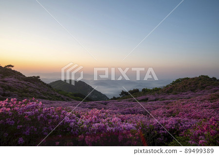 Azalea, Hwangmaesan 89499389