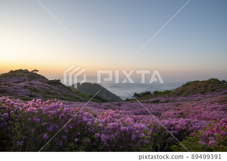 Azalea, Hwangmaesan 89499391