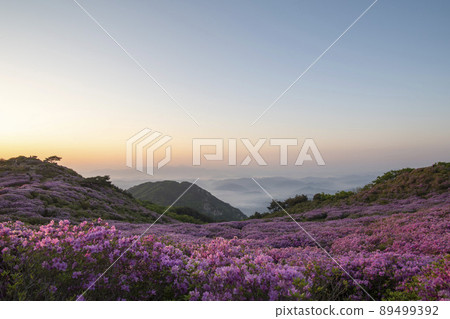 Azalea, Hwangmaesan 89499392