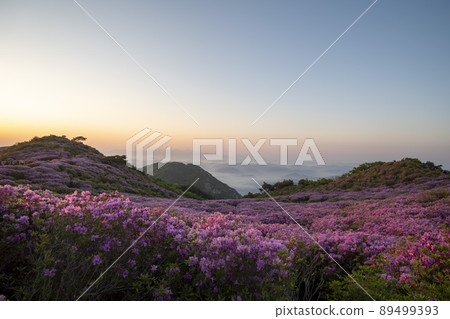 Azalea, Hwangmaesan 89499393