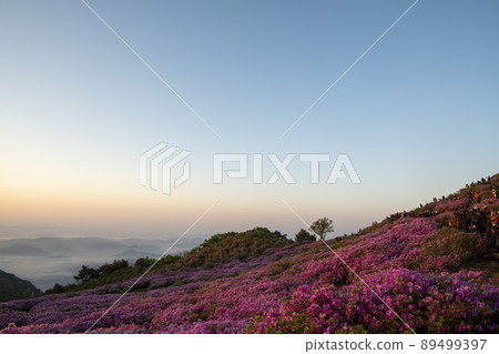 Azalea, Hwangmaesan 89499397