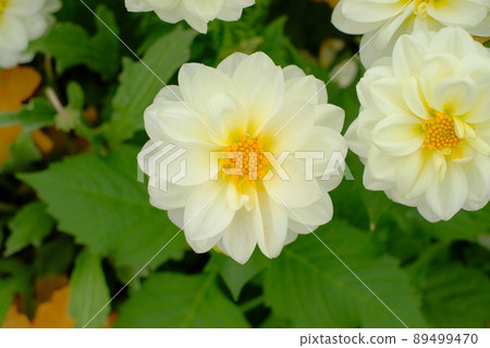 White clematis flower 89499470