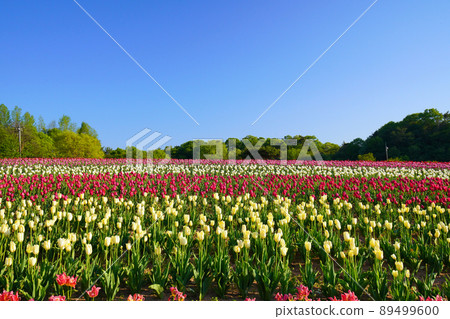 Churippu field 5415 Churippu field 5415 89499600