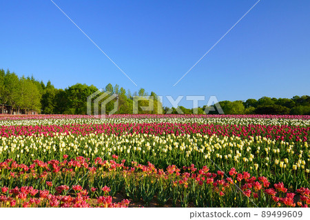 Churippu 場 5440 Churippu 場 5440 89499609