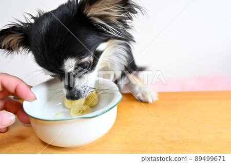 Chihuahua who can't stand his favorite banana in front of him 89499671