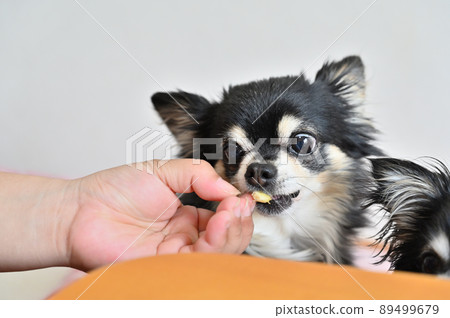 Two Chihuahuas getting their favorite bananas 89499679