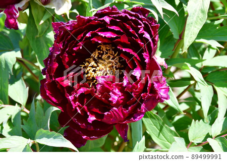Miyagi Prefecture Iwanuma City Kanahebisui Shrine Flower Festival Peony Garden Peony Miyagi Prefecture Iwanuma City Kanahebisui Shrine Flower Festival Peony Garden Peony 89499991