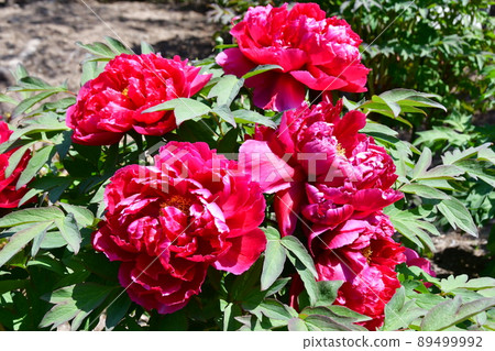 Miyagi Prefecture Iwanuma City Kanahebisui Shrine Flower Festival Peony Garden Peony Miyagi Prefecture Iwanuma City Kanahebisui Shrine Flower Festival Peony Garden Peony 89499992