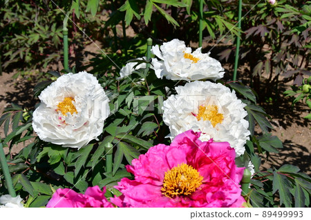 Miyagi Prefecture Iwanuma City Kanahebisui Shrine Flower Festival Peony Garden Peony Miyagi Prefecture Iwanuma City Kanahebisui Shrine Flower Festival Peony Garden Peony 89499993