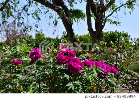 Miyagi Prefecture Iwanuma City Kanahebisui Shrine Flower Festival Peony Garden Peony Miyagi Prefecture Iwanuma City Kanahebisui Shrine Flower Festival Peony Garden Peony 89499994