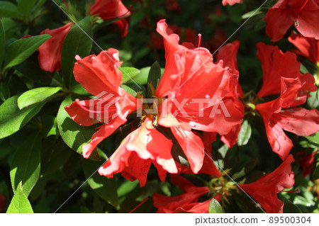 京都市伏見區城南宮、武田站、近鐵京都線、杜鵑花、杜鵑花、重要文化財產 京都市伏見區城南宮、武田站、近鐵京都線、杜鵑花、杜鵑花、重要文化財產 89500304